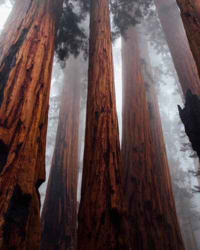 Huge trees reaching into the fog